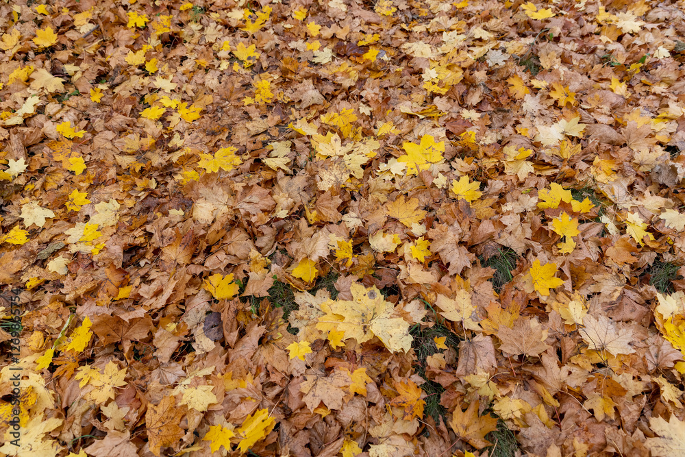 maple leaves that have fallen to the ground are yellow in cloudy weather maple leaves that have fallen to the ground are yellow in cloudy weather
