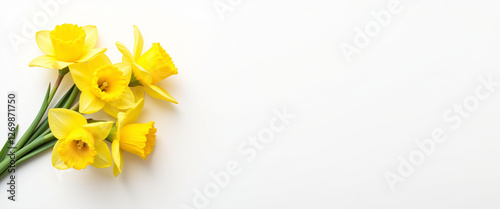 Bright yellow daffodils arranged elegantly against a white background, symbolizing renewal and spring, conveying a fresh and uplifting mood