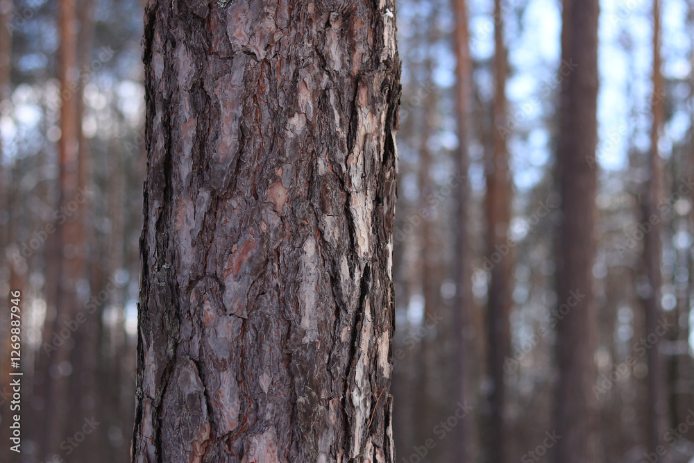 Tree trunks in the forest in winter, pine forest. Photo of trees for natural background. Pine trunks against the blue sky. Natural background Tree trunks in the forest in winter, pine forest. Photo of trees for natural background. Pine trunks against the blue sky. Natural background