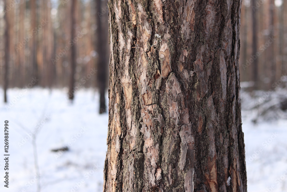 Tree trunks in the forest in winter, pine forest. Photo of trees for natural background. Pine trunks against the blue sky. Natural background Tree trunks in the forest in winter, pine forest. Photo of trees for natural background. Pine trunks against the blue sky. Natural background