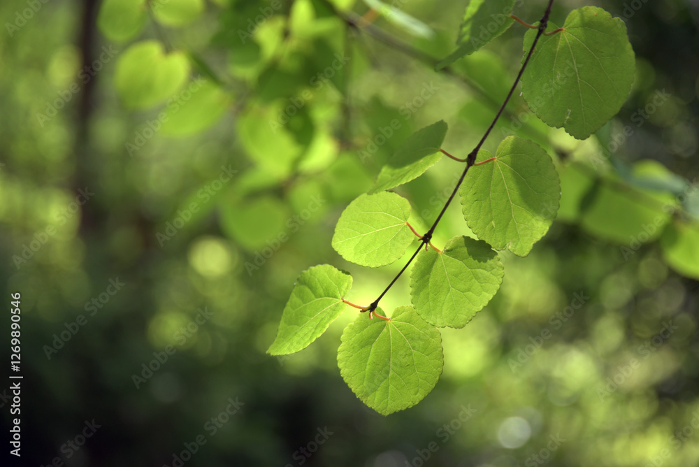 Obraz premium 貴船神社 御神木の桂 京都市左京区