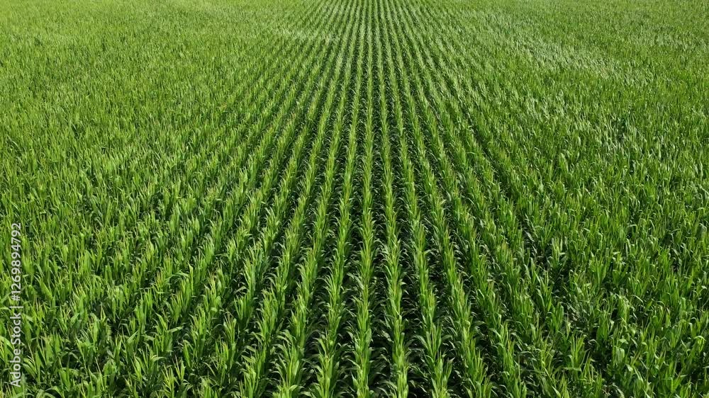 Lush green corn crop plantation field in diminishing perspective seen from the drone point of view, aerial shot Lush green corn crop plantation field in diminishing perspective seen from the drone point of view, aerial shot