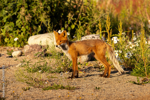 wild fox on a background of grass and flowers in the tundra