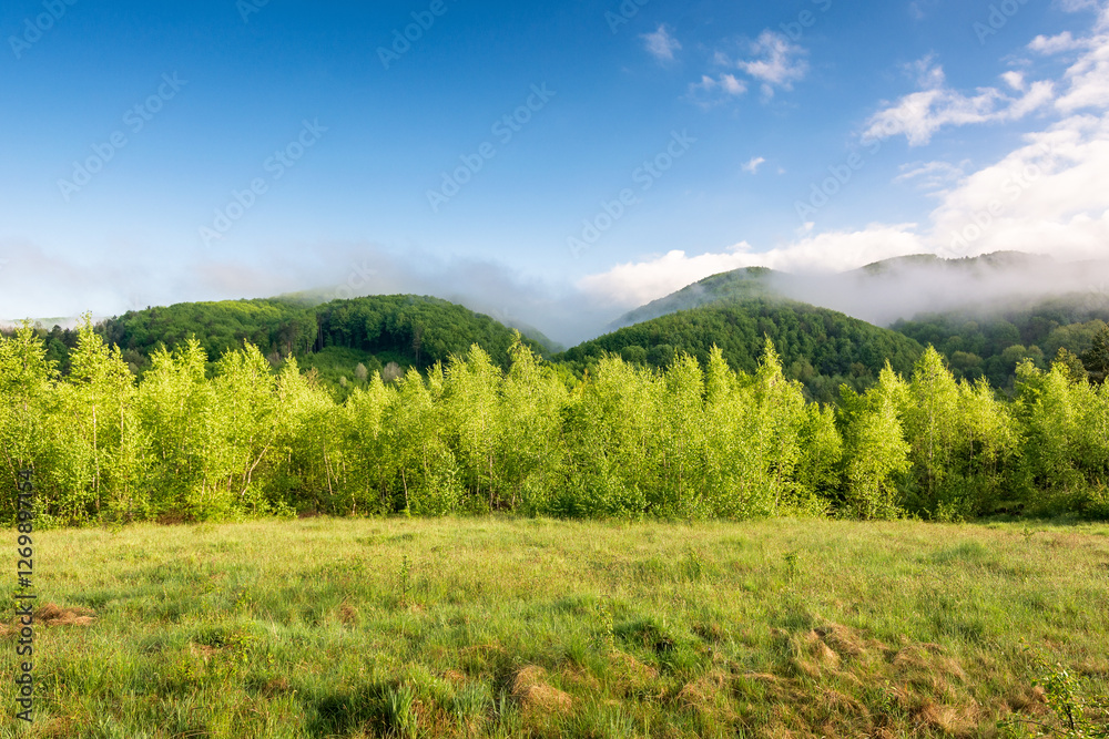 fog in carpathian mountain landscape. beautiful countryside in valley of perechyn district in spring. green hay field and forest on the distant hill in mist. blue sky with clouds on a sunny morning
