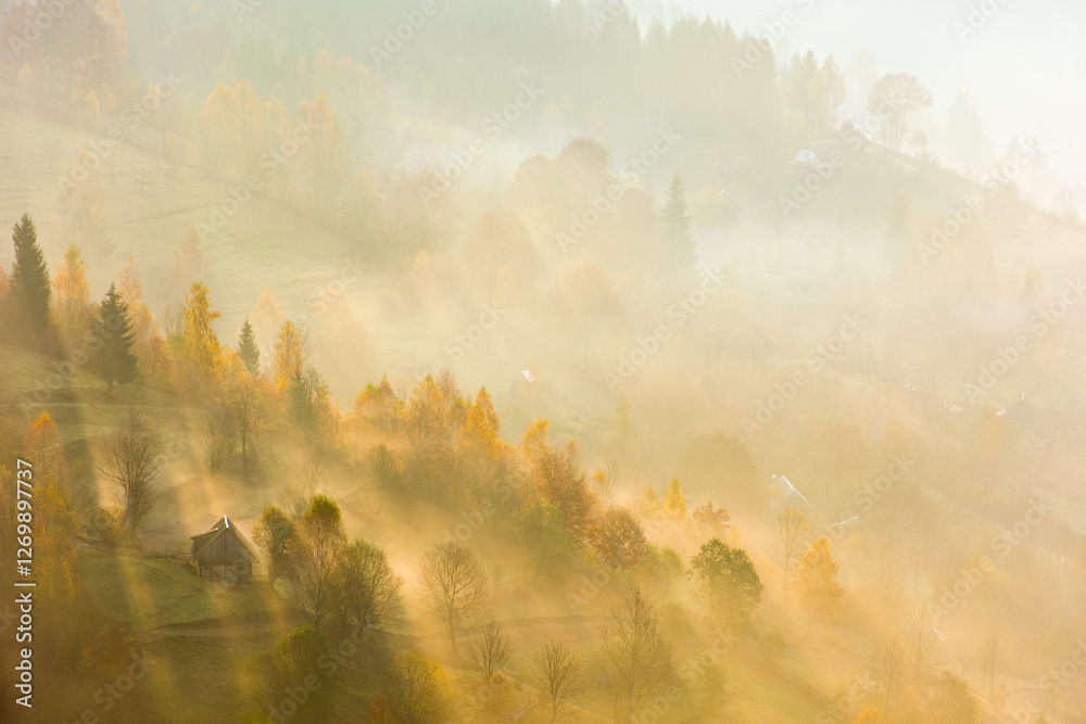 forest in fog on hillside at sunrise. scenic carpathian mountain landscape in morning light. beautiful nature background in autumn weather. natural environment. countryside in fall season