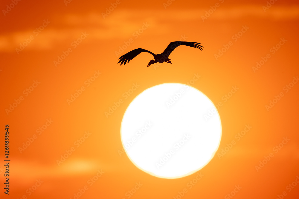 Fototapeta premium A majestic bird soars across the sky, silhouetted against a glowing sunset