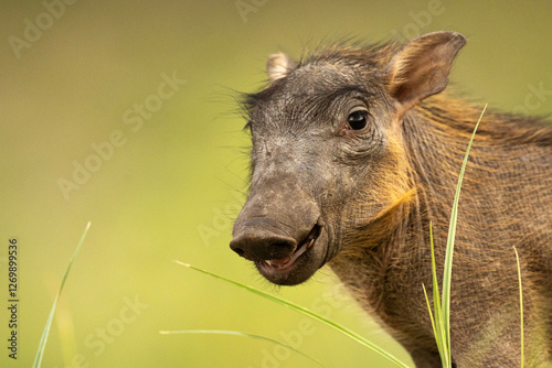 Foto A playfull young warthog standing out against a soft green background