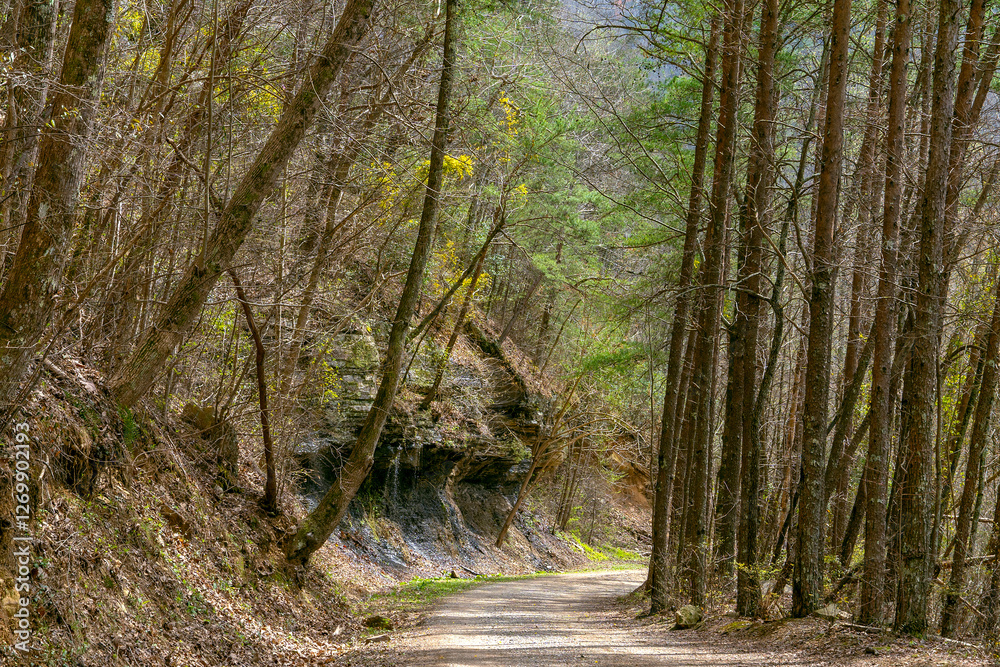 Obraz premium The trail at Big Soddy Creek Gulf in March when many of the trees were still bare. Horizontal view of the trees and cliffsides.