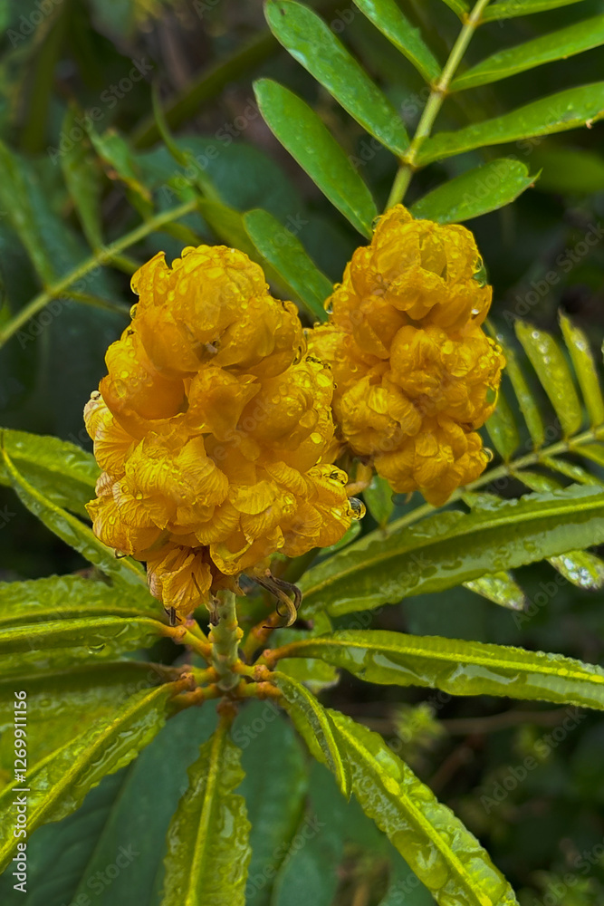 Moody Yellow Flower Blooms in Rain with Dew Moody Yellow Flower Blooms in Rain with Dew