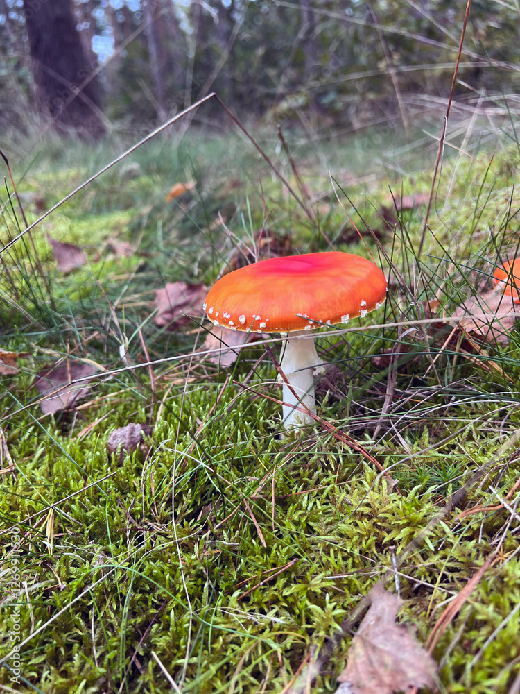 A vibrant fly agaric mushroom (Amanita muscaria) in a lush forest setting. Iconic red cap with white spots, surrounded by moss and autumn leaves. Perfect for nature, foraging, and fantasy themes A vibrant fly agaric mushroom (Amanita muscaria) in a lush forest setting. Iconic red cap with white spots, surrounded by moss and autumn leaves. Perfect for nature, foraging, and fantasy themes