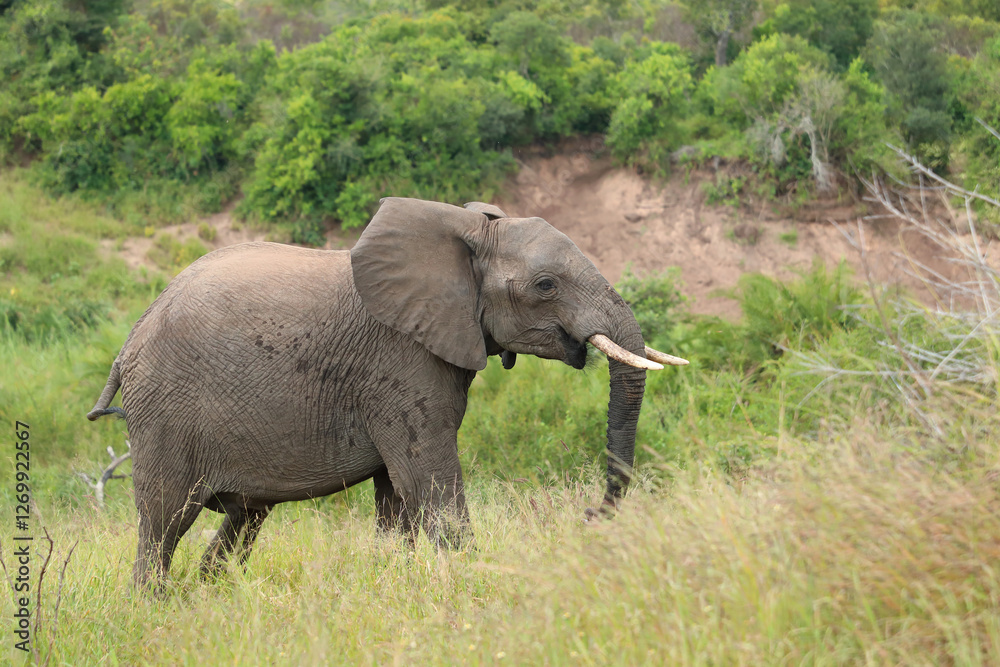 Obraz premium Afrikanischer Elefant / African elephant / Loxodonta africana
