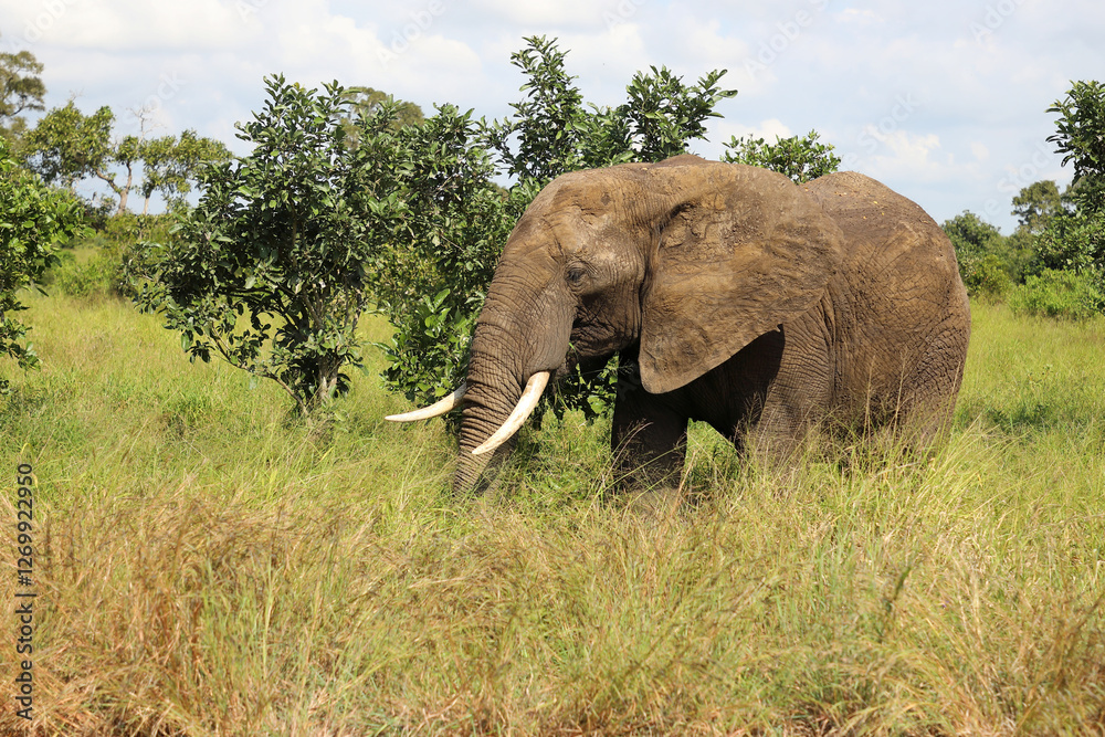 Obraz premium Afrikanischer Elefant / African elephant / Loxodonta africana
