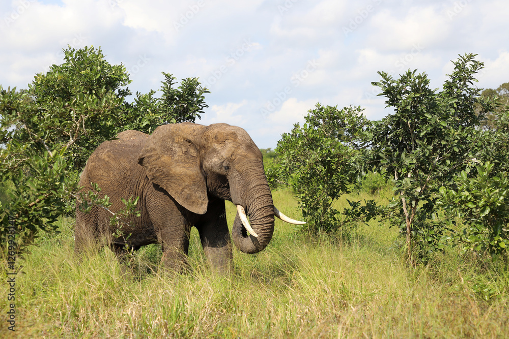 Fototapeta premium Afrikanischer Elefant / African elephant / Loxodonta africana