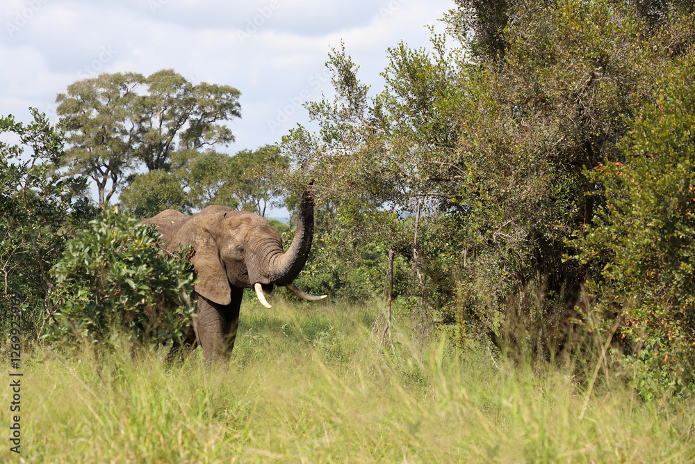 Fototapeta premium Afrikanischer Elefant / African elephant / Loxodonta africana