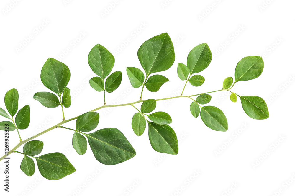 A fresh branch of vibrant green leaves on a clean white background showcasing nature's beauty isolated on transparent background A fresh branch of vibrant green leaves on a clean white background showcasing nature's beauty isolated on transparent background