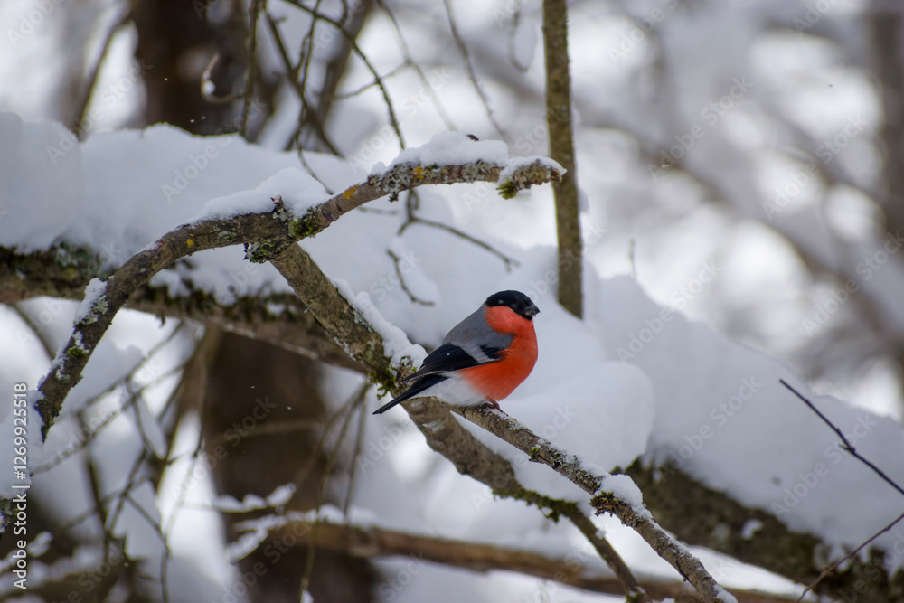 bullfinch on a snowy branch on a winter day bullfinch on a snowy branch on a winter day
