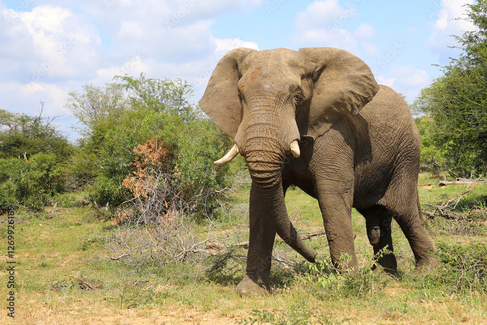 Obraz premium Afrikanischer Elefant / African elephant / Loxodonta africana