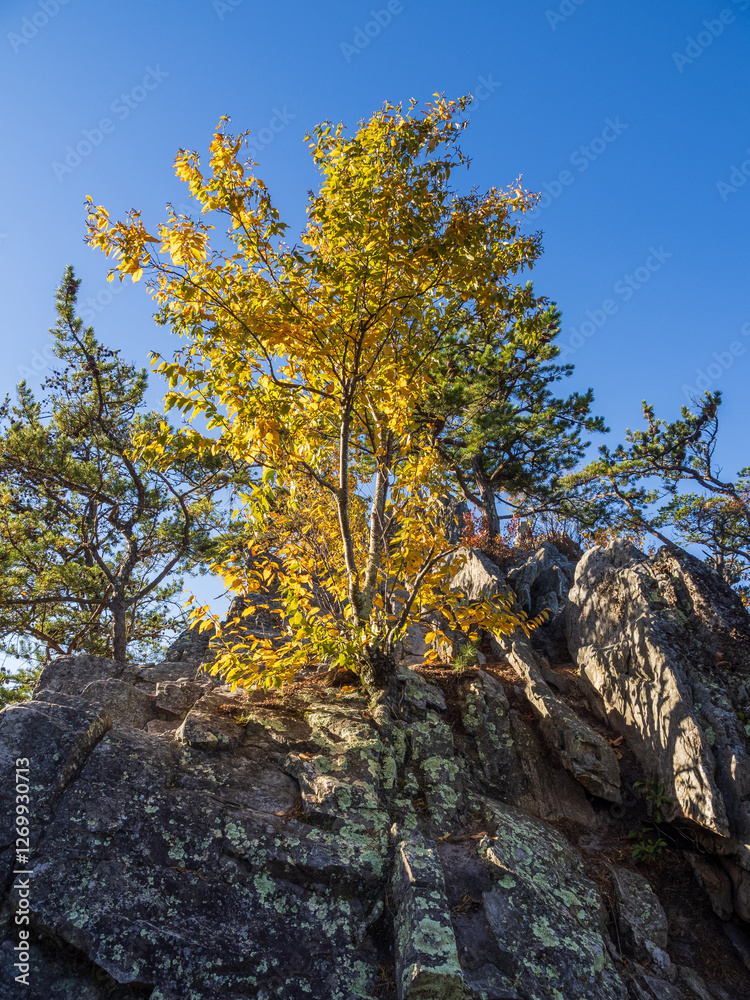 Yellow fall colored tree on the rocky summit of Seneca Rocks, West Virginia, USA, against clear blue sky Yellow fall colored tree on the rocky summit of Seneca Rocks, West Virginia, USA, against clear blue sky