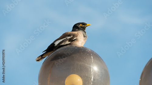 bird sitting on a street lamp