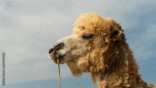 beautiful camel on blue sky background. arab countries concept