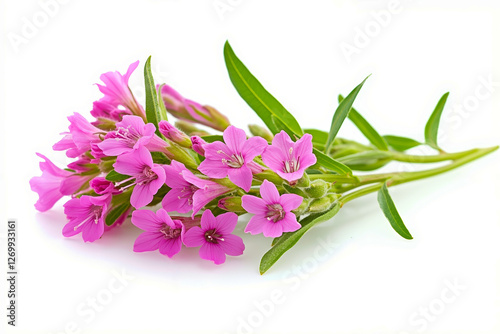 A bunch of pink flowers with green leaves on a white background