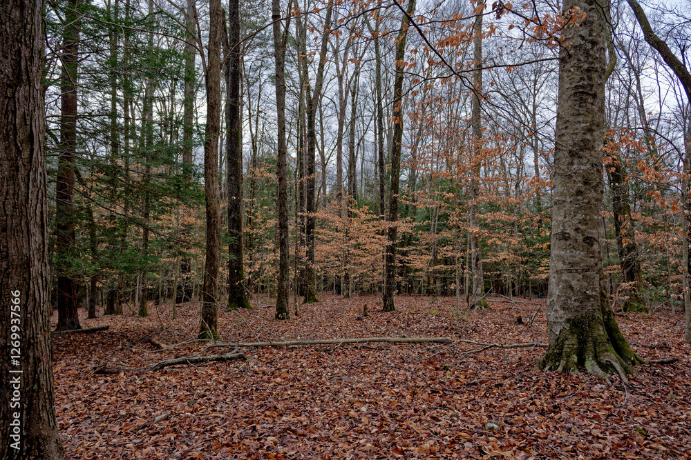American beech trees in the forest American beech trees in the forest