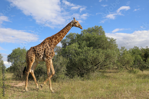 Canvas Print Giraffe / Giraffe / Giraffa camelopardalis