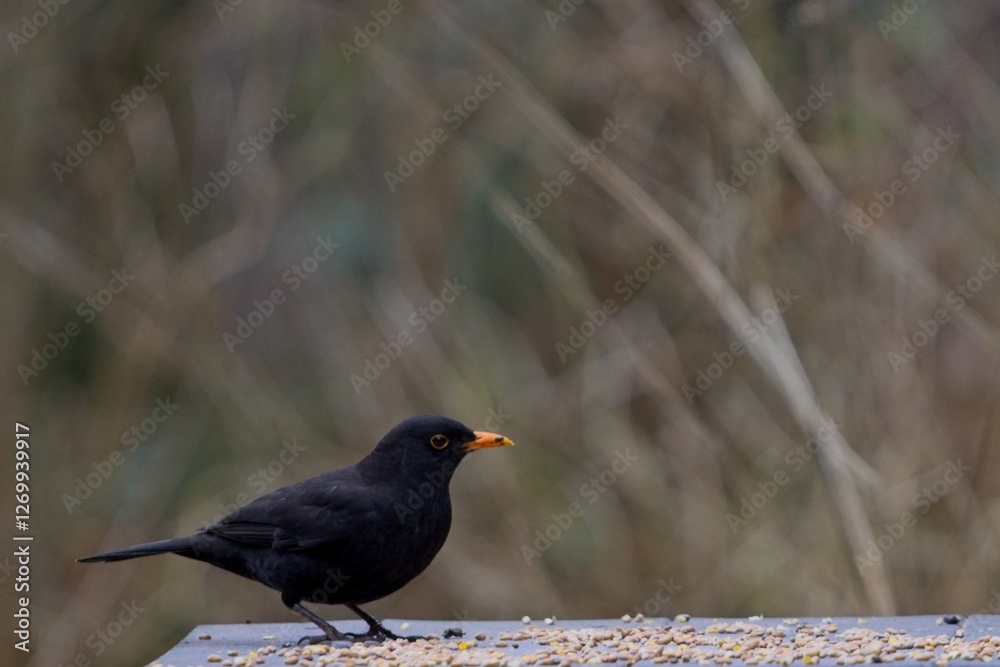 Blackbird on Bird table with seeds, in the forest Blackbird on Bird table with seeds, in the forest
