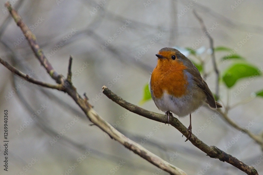 Robin on a branch among trees and bushes in a forest Robin on a branch among trees and bushes in a forest