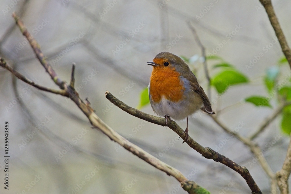Robin on a branch among trees and bushes in a forest Robin on a branch among trees and bushes in a forest