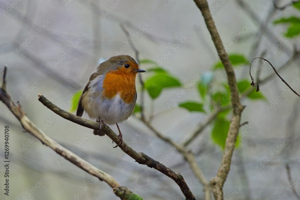 Robin on a branch among trees and bushes in a forest Robin on a branch among trees and bushes in a forest