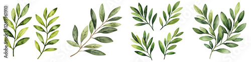 Fresh green olive tree branches with vibrant leaves, perfect for design, isolated on transparent background.