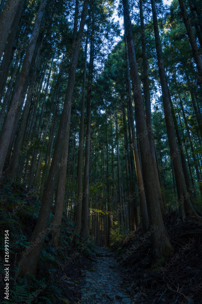 Obraz premium The forests of the Kumano Kodo in Asia, Japan, Kansai, Kumano Kodo, in summer, on a sunny day.