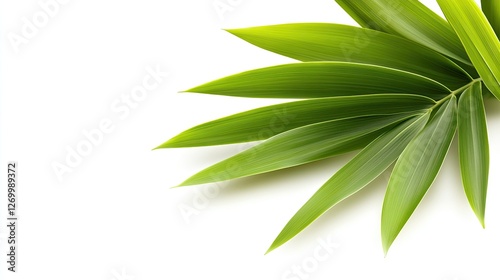 Lush Green Palm Fronds Isolated on White Background