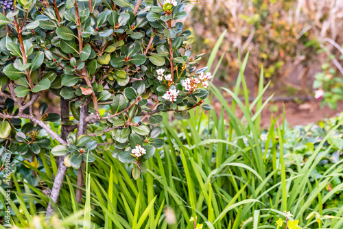 Rhaphiolepis umbellata pertenece a la familia del Rosaceae. photo