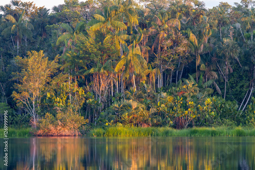 Fototapeta Naklejka Na Ścianę i Meble -  Amazon, Ecuador sunrise, reflection of colorful trees over water.