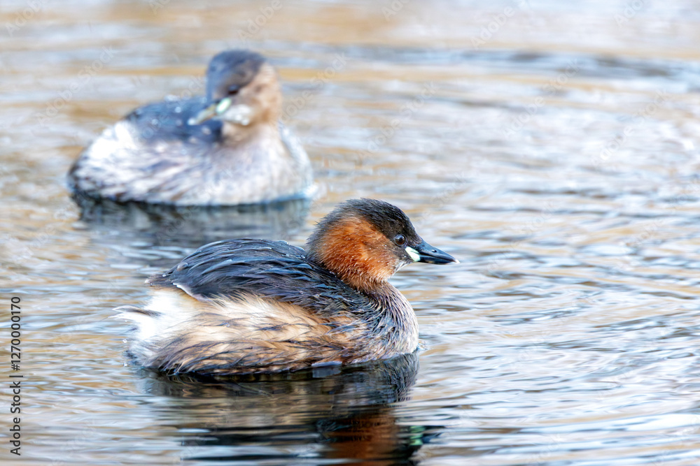 Little Grebe (Tachybaptus ruficollis), often found in lakes and ponds, spotted in Father Collins Park Little Grebe (Tachybaptus ruficollis), often found in lakes and ponds, spotted in Father Collins Park