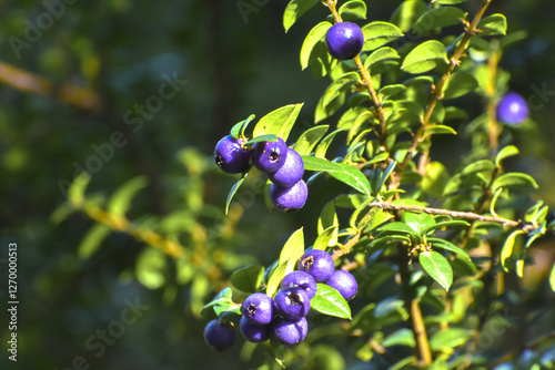 blue berries on a bush
