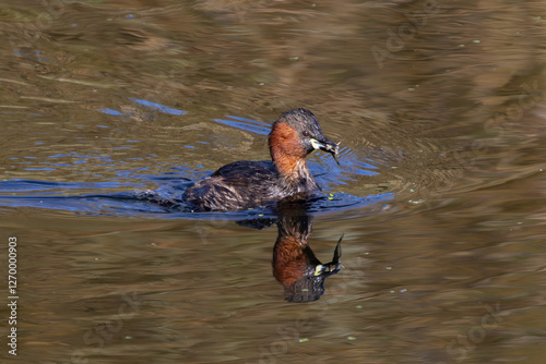 Little Grebe (Tachybaptus ruficollis), often found in lakes and ponds, spotted in Father Collins Park