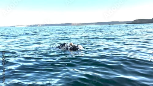 Wallpaper Mural Southern right whales near the cost of peninsula Valdés. Close encounter with right whales. Rare whales are playing on the surface.  Torontodigital.ca