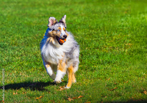 2024-10-24 A TRI COLORED AUSTRLIAN SHEPHERD RUNNING AND PLAYING IN A PARK WITH A BALL IN ITS MOUTH