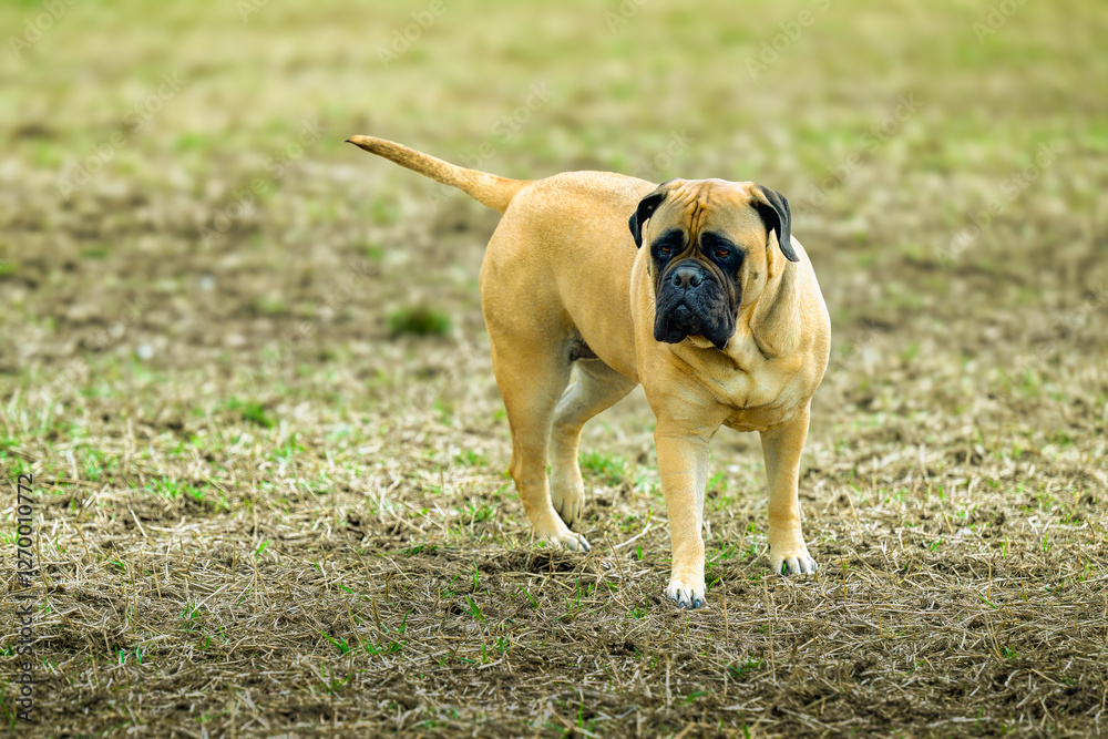 2024-03-09 LARGE FAWN COLORED BULLMASTIFF LYING STANDING IN A BROWN FIELD LOOKING OUT WITH NICE EYES A THE OFF LEASH AREA AT MARYMOOR PARK IN REDMOND WASHINGTON