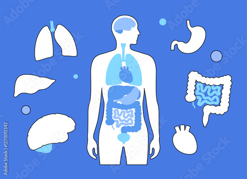 Human internal organs