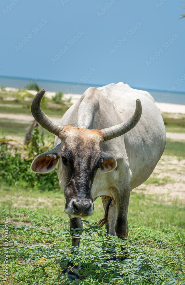 A large cow with curved horns grazes on green grass near a tropical beach, while other cows rest and feed under palm trees in the background A large cow with curved horns grazes on green grass near a tropical beach, while other cows rest and feed under palm trees in the background