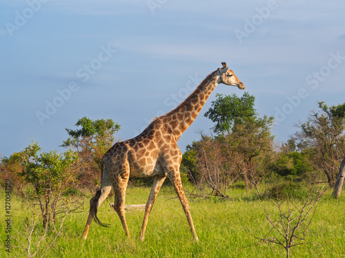 Photography Kruger National Park, South Africa