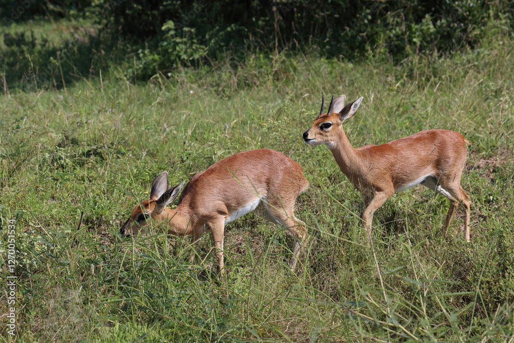 Afrikanischer Steinbock / Steenbok / Raphicerus campestris Afrikanischer Steinbock / Steenbok / Raphicerus campestris