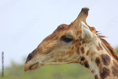 Photography Giraffe / Giraffe / Giraffa camelopardalis