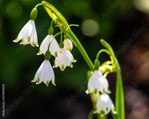 Leucojum Aestivum Snowflake Flowers photo