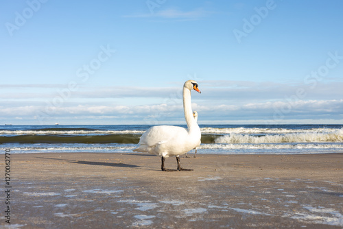 łabędź na plaży, piasek, fale, morze, plaża, Świnoujście 