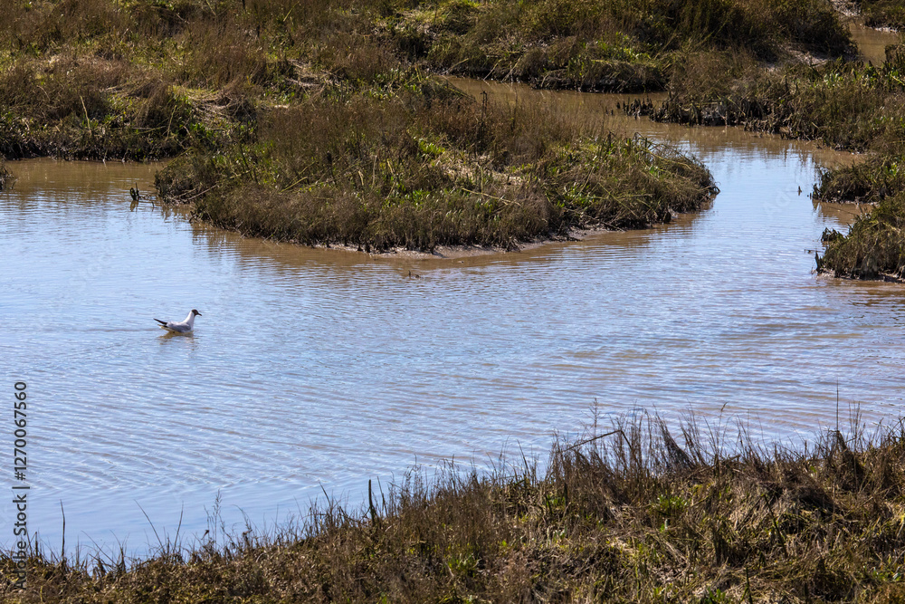 Black-Headed Gull on the Salt Marsh in Leigh-on-Sea, Essex, UK. Black-Headed Gull on the Salt Marsh in Leigh-on-Sea, Essex, UK.